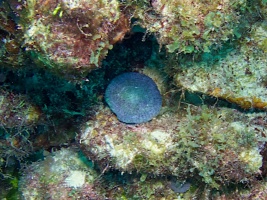 Artichoke Coral IMG 5548